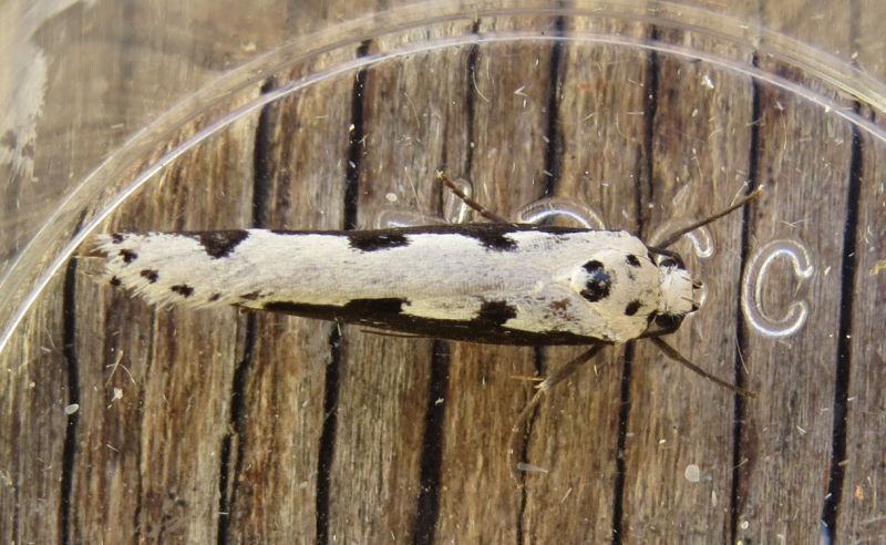 Ethmia bipunctella, Elachistidae